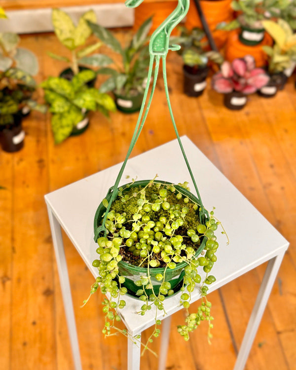 Senecio rowleyanus (String of Pearls) - Plant Daddy