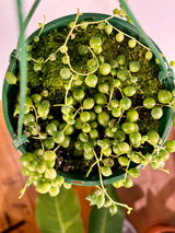 Senecio rowleyanus (String of Pearls) - Plant Daddy