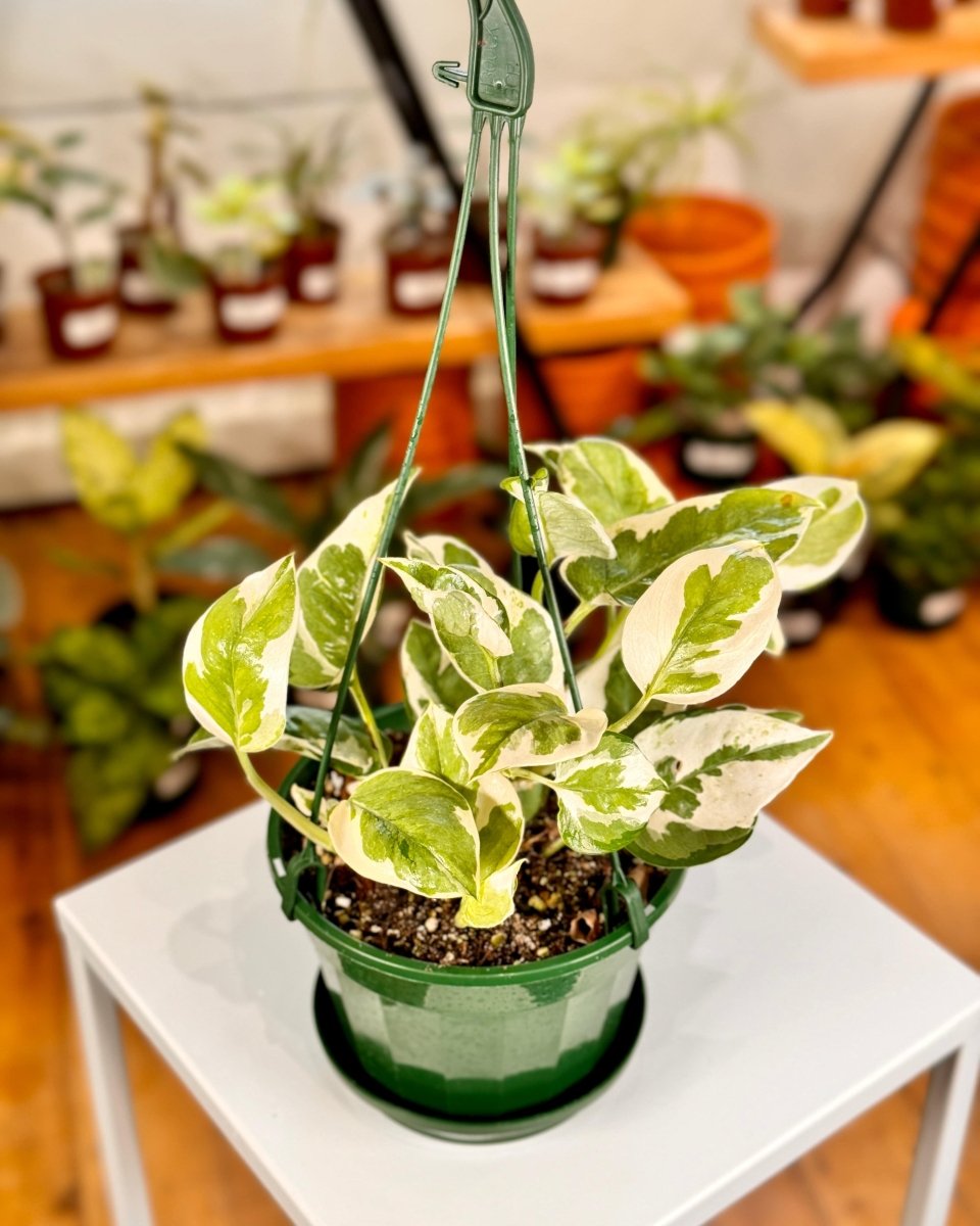 snow queen indoor plant Epipremnum 'Snow Queen'