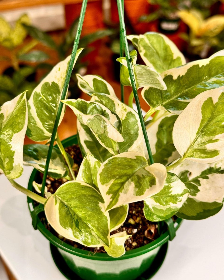 pothos snow queen bunnings Epipremnum 'Snow Queen'