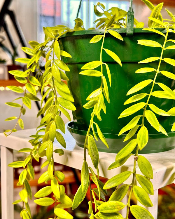 Aeschynanthus sp - Plant Daddy