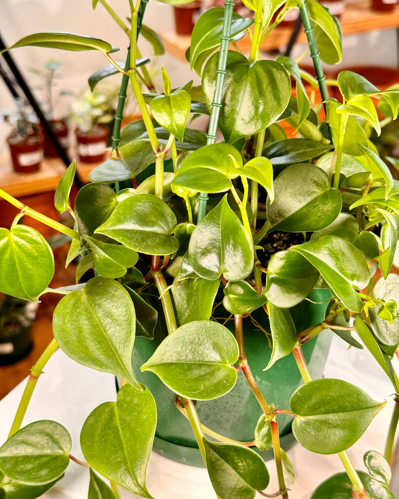 Peperomia scandens ‘Cupid Jade’