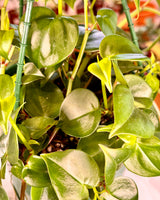 Peperomia scandens ‘Cupid Jade’