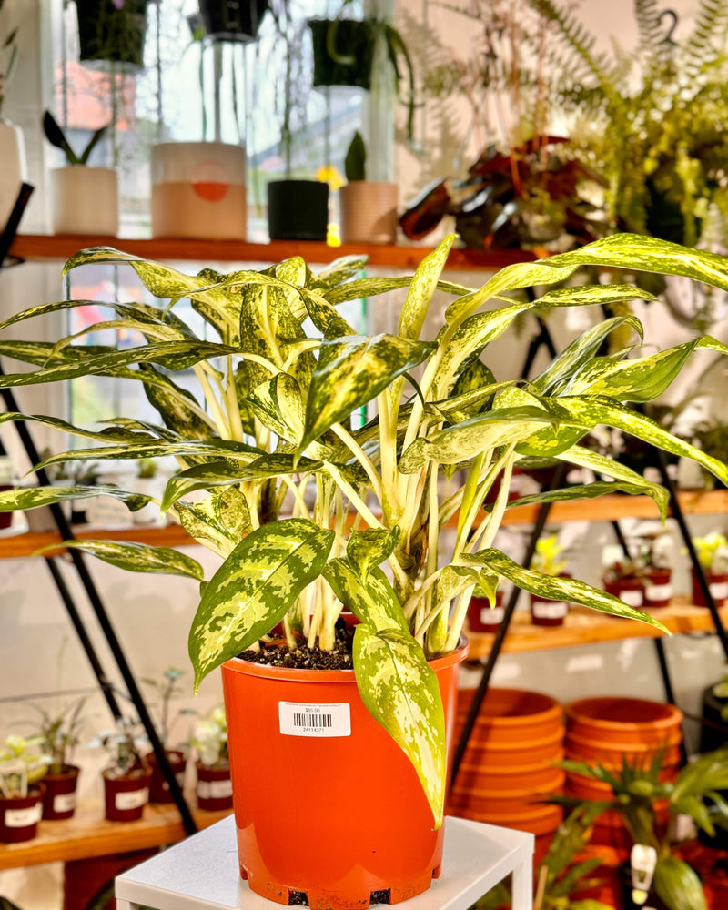 Aglaonema commutatum ‘Pseudobracteatum’ - Plant Daddy