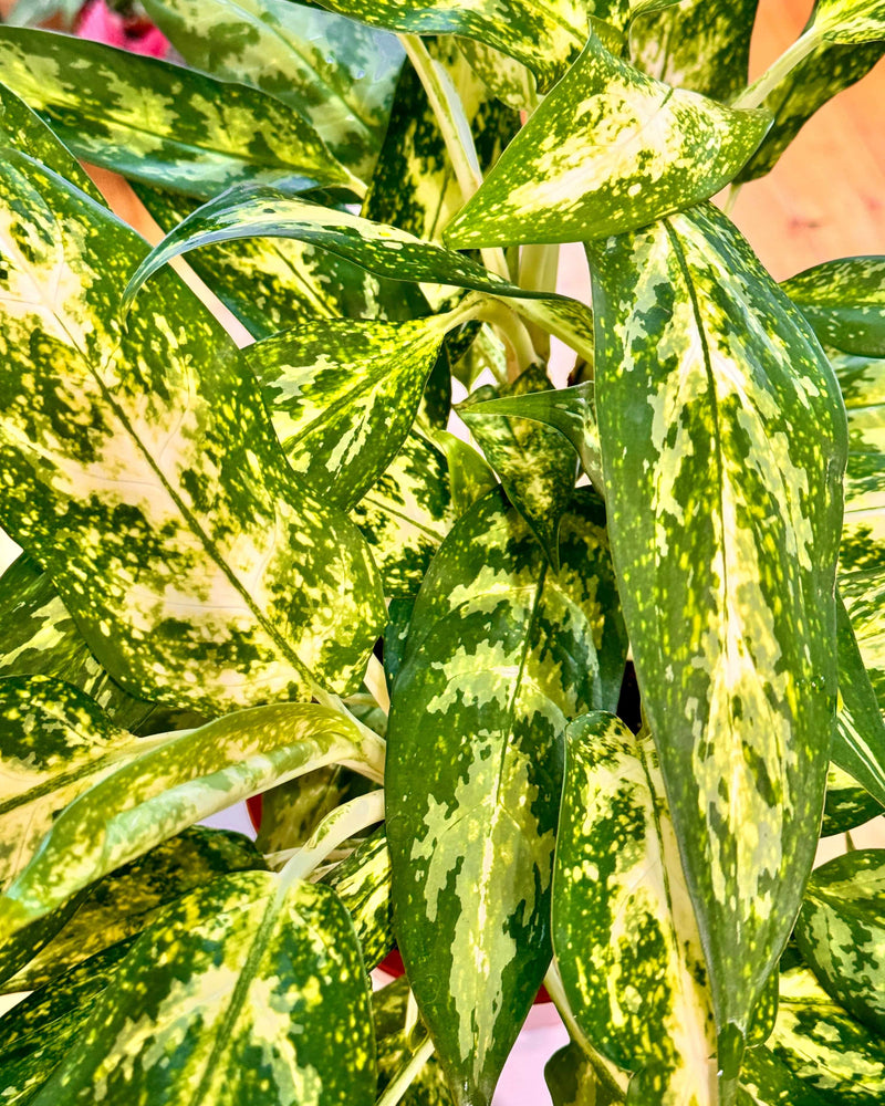 Aglaonema commutatum ‘Pseudobracteatum’ - Plant Daddy