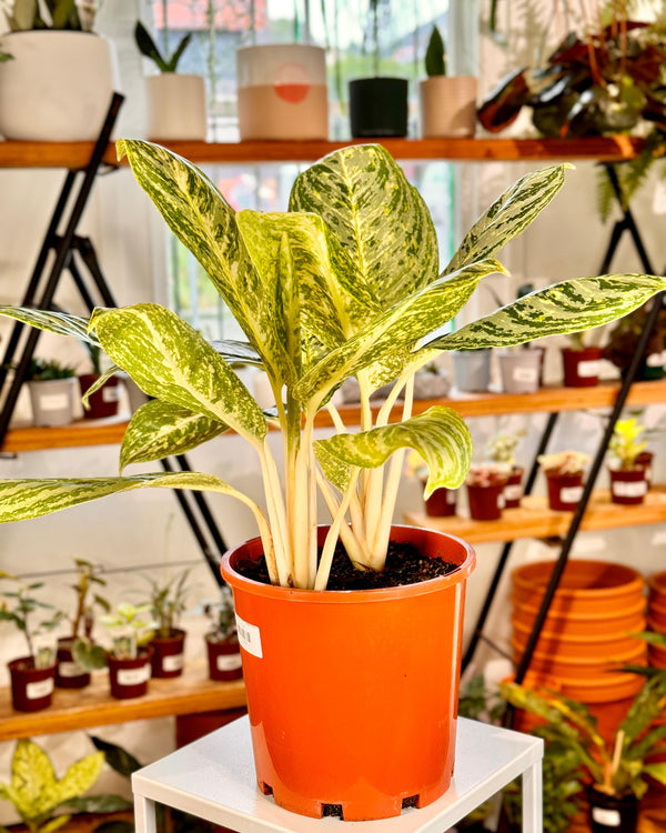 Aglaonema ‘Golden Madonna’ - Plant Daddy