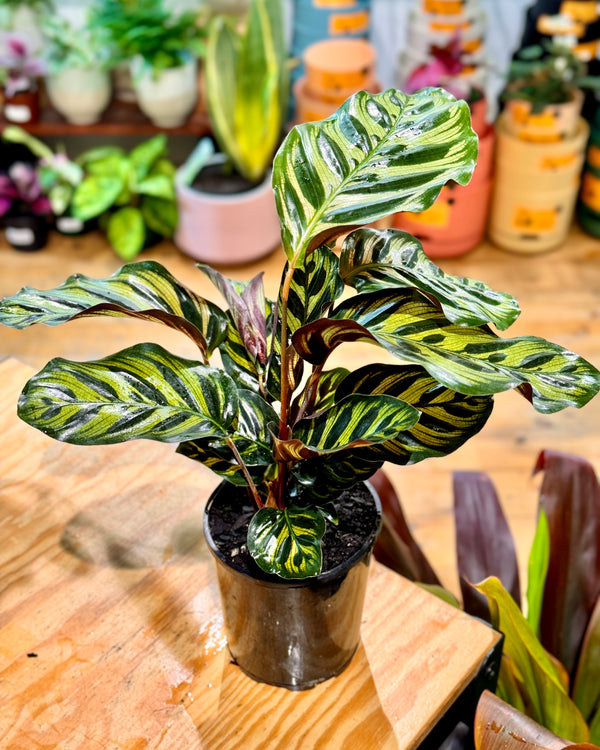 Calathea makoyana