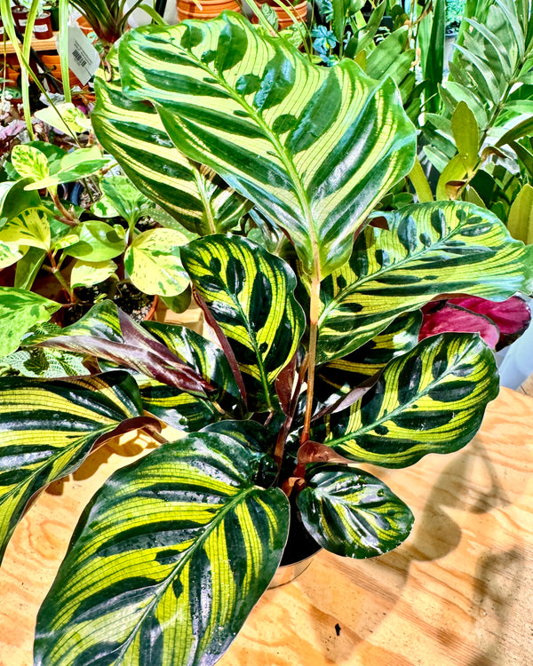 Calathea makoyana