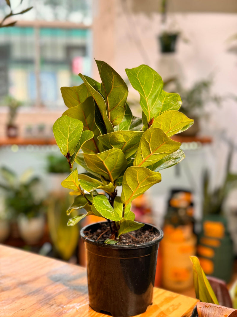 Ficus Lyrata ‘Bambino’ - Plant Daddy