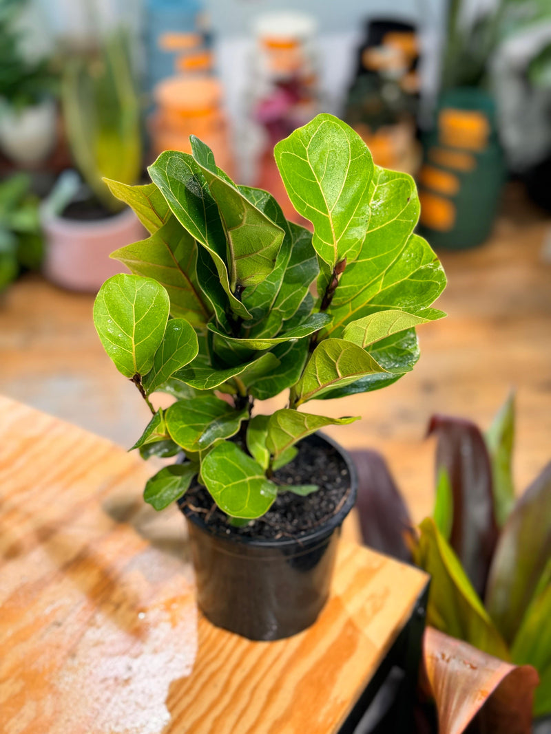 Ficus Lyrata ‘Bambino’ - Plant Daddy