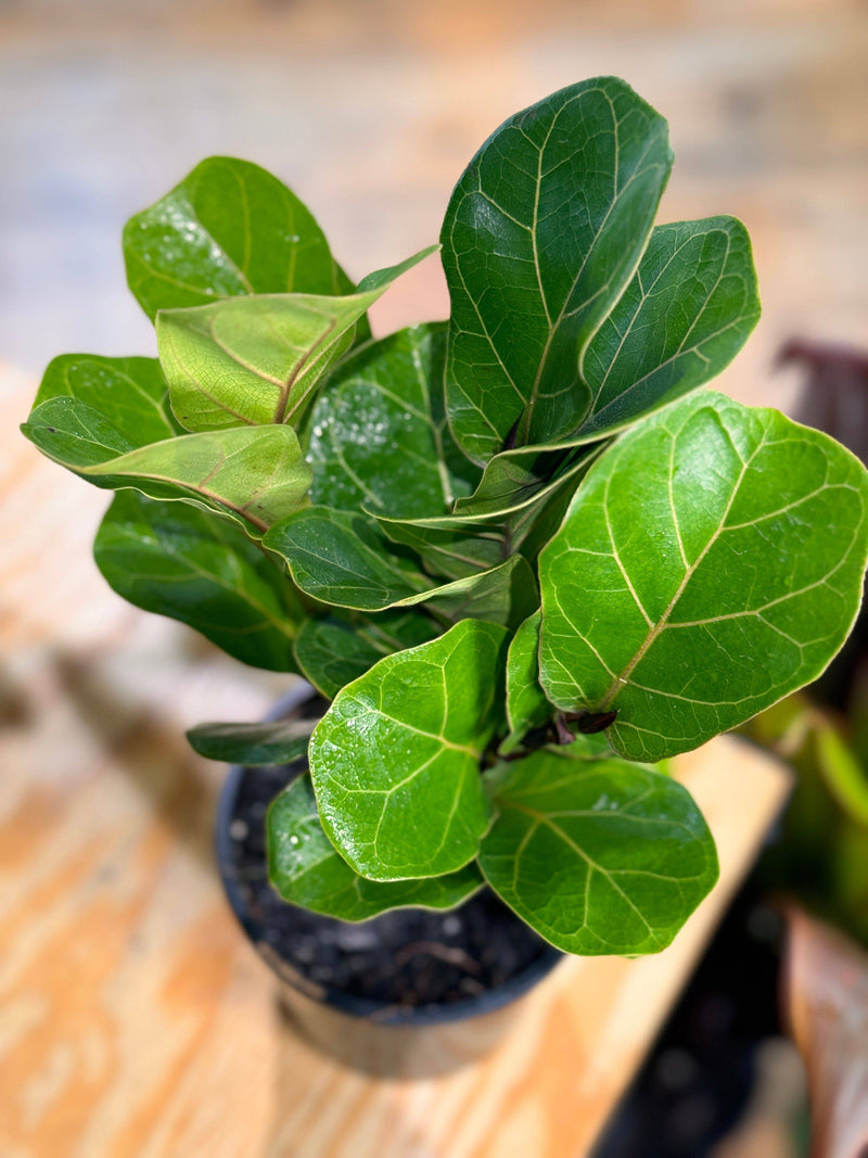 Ficus Lyrata ‘Bambino’ - Plant Daddy