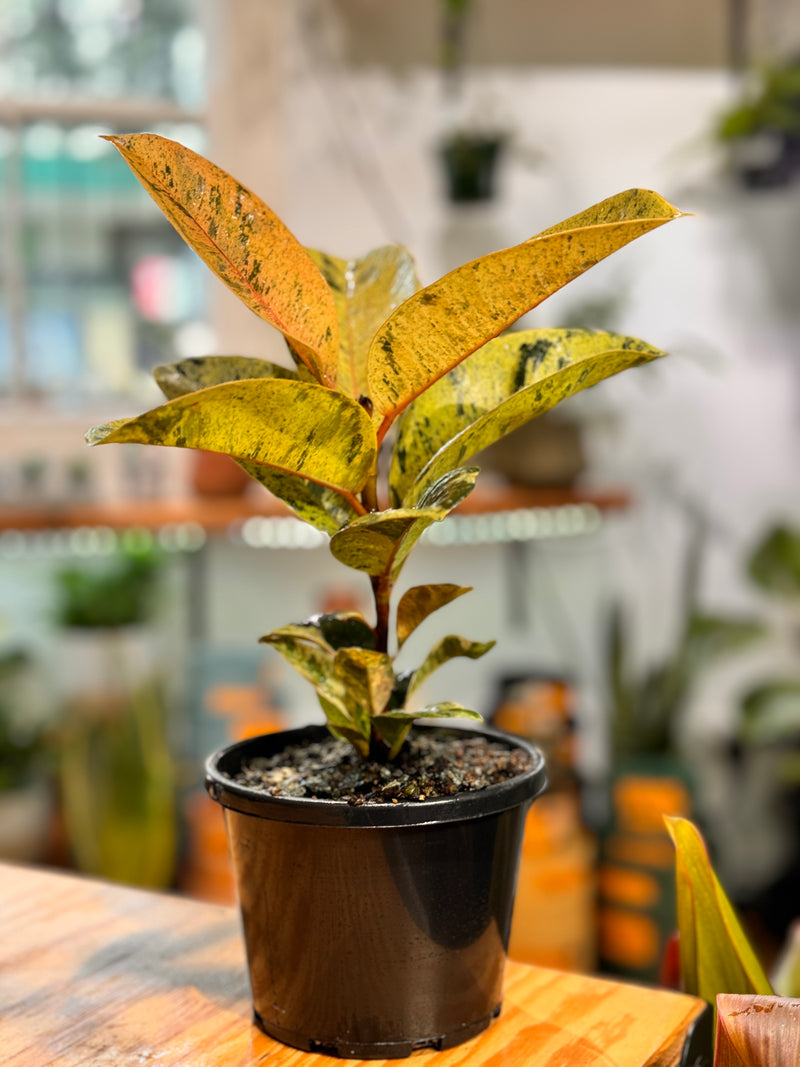 Ficus elastica ‘Shivereana’