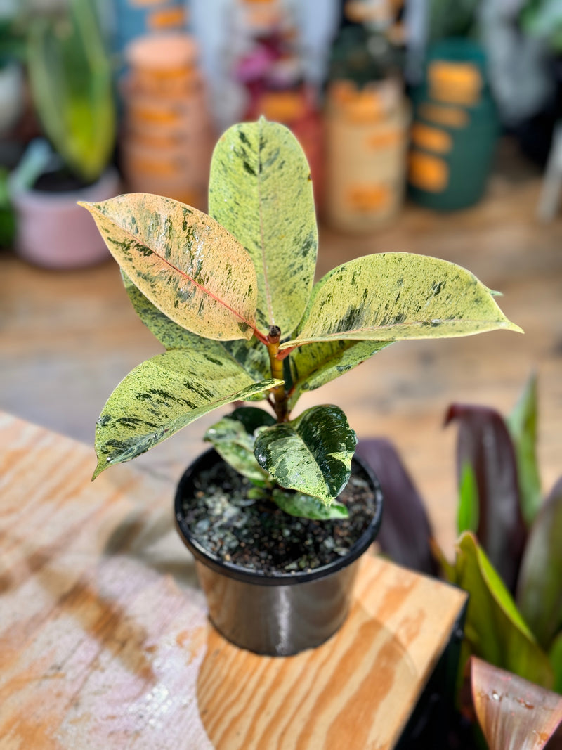 Ficus elastica ‘Shivereana’