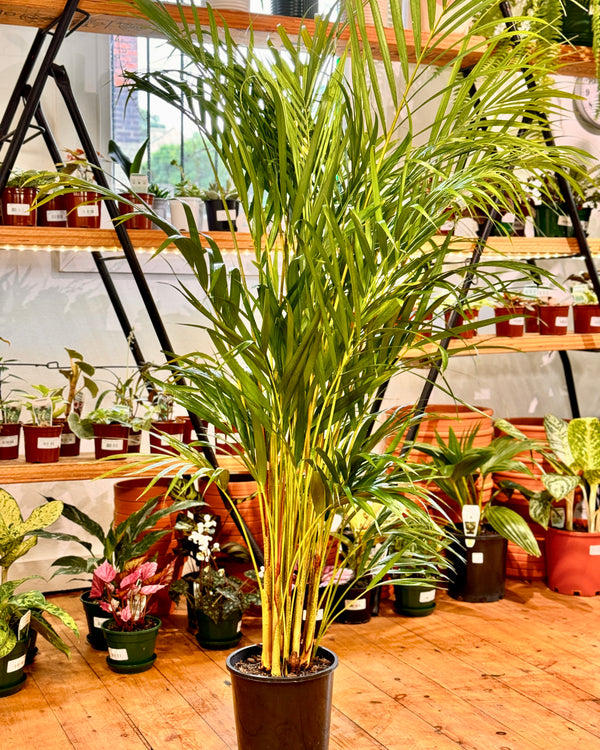 Dypsis lutescens (Golden Cane Palm)