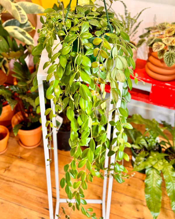 Aeschynanthus Tricolour Borneo (lipstick plant)