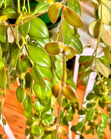 Aeschynanthus ‘Tricolour Borneo’