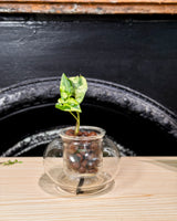 Original Self-watering Planter by Cup O Flora