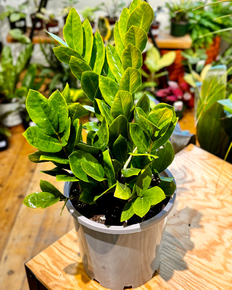 Zamioculcas zamiifolia (ZZ/ Zanzibar Gem)