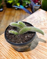 Cleistocactus colademononis (Monkey Tail Cactus)