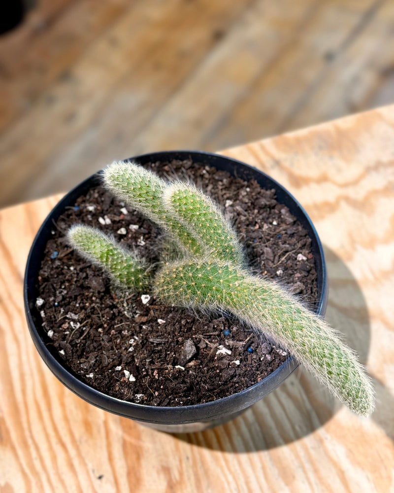 Cleistocactus colademononis (Monkey Tail Cactus)