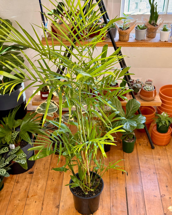 Chamaedorea seifrizii (Bamboo Palm) - Plant Daddy