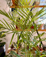 Chamaedorea seifrizii (Bamboo Palm) - Plant Daddy