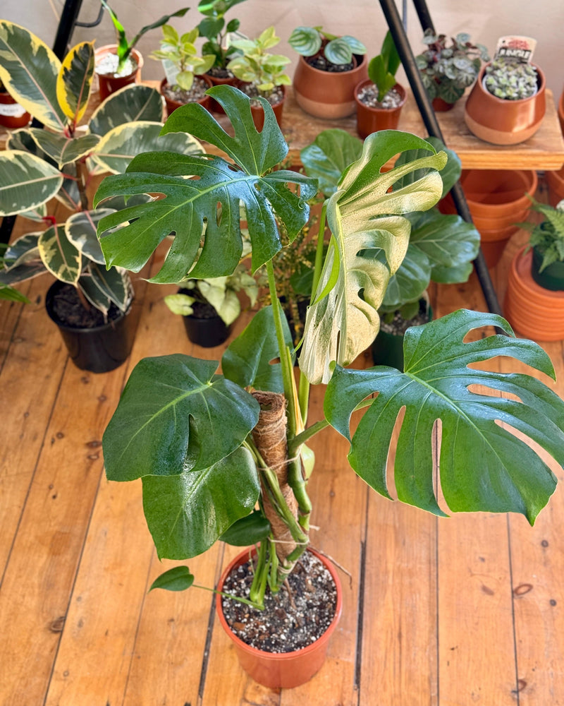 Monstera deliciosa (Fruit Salad Plant) - Plant Daddy