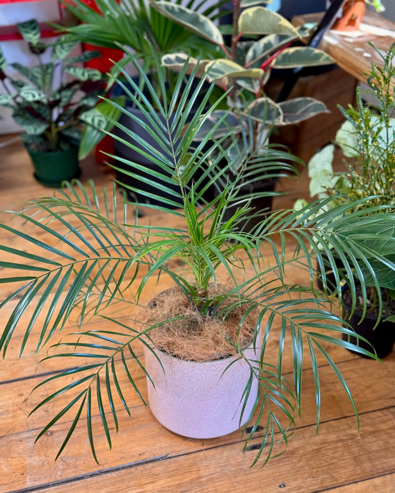 Phoenix roebelenii (Dwarf date palm)