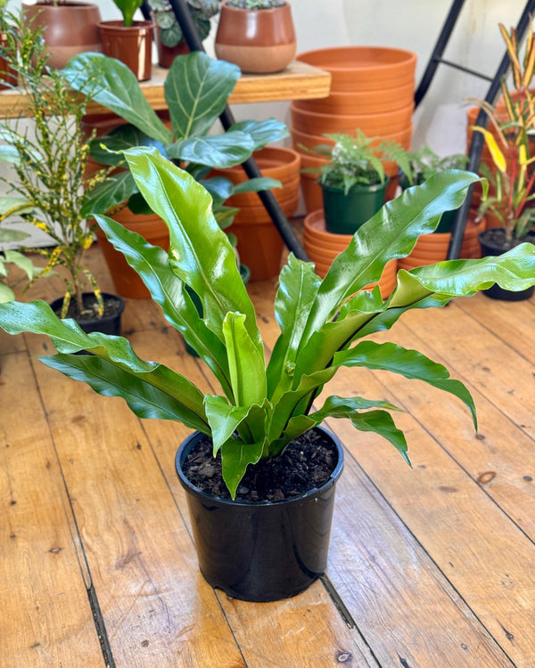 Asplenium australasicum (Birds Nest Fern) - Plant Daddy