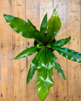 Asplenium australasicum (Birds Nest Fern) - Plant Daddy