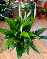 Spathiphyllum cv. (Peace Lily) - Plant Daddy