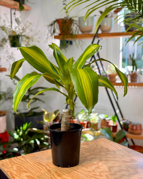 Dracaena fragrans ‘Massangeana’