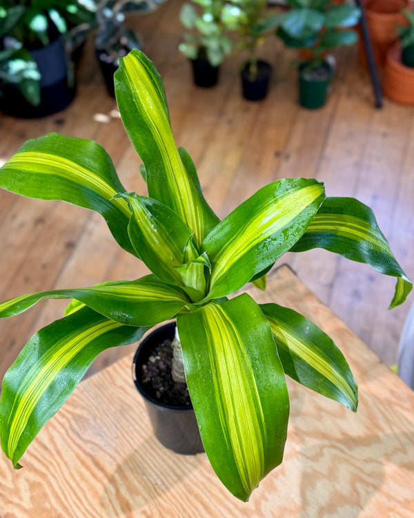 Dracaena fragrans ‘Massangeana’