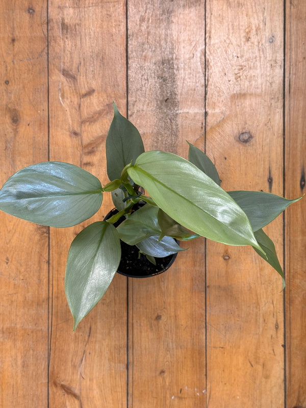 Philodendron hastatum (Silver Sword)