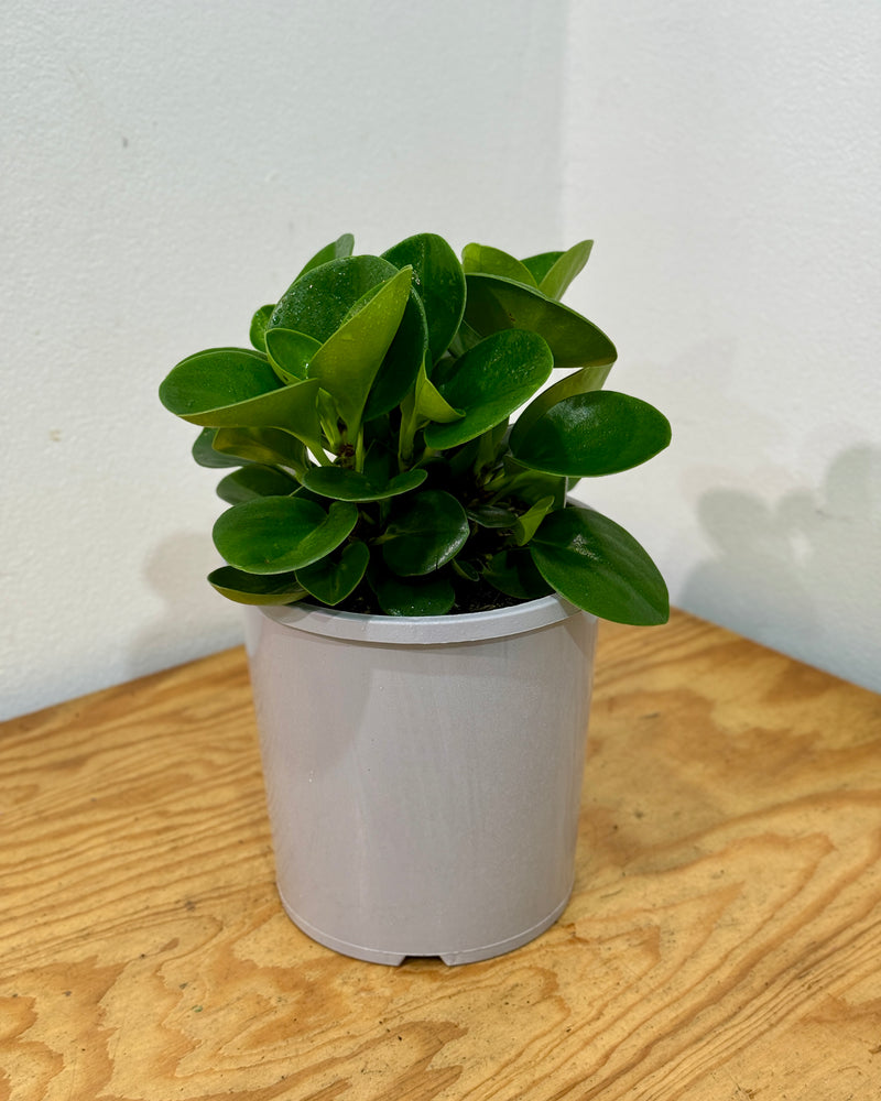 Peperomia obtusifolia 'Jade'