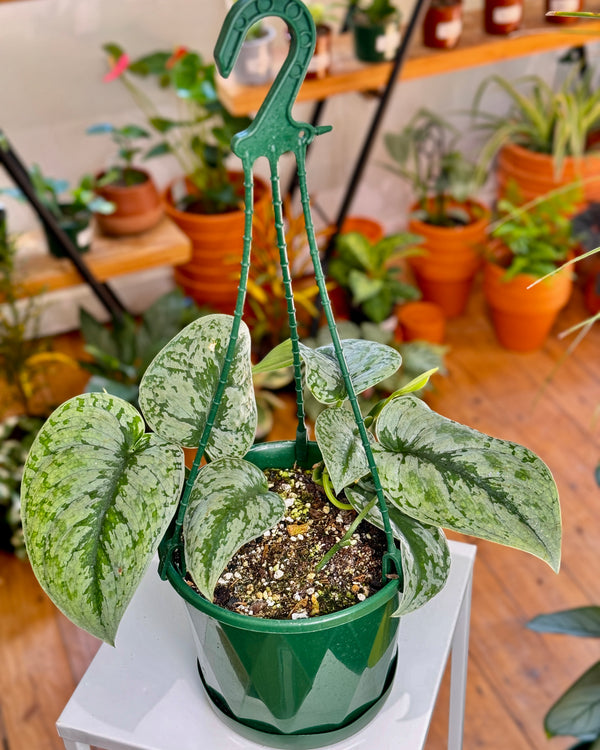 Scindapsus pictus ‘Exotica’ (Satin Pothos)