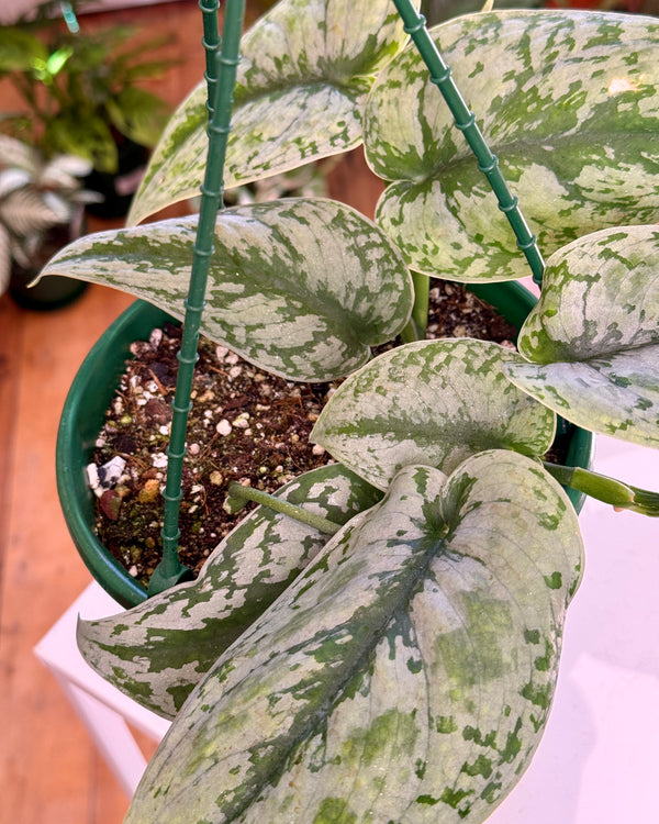 Scindapsus pictus ‘Exotica’ (Satin Pothos)