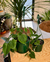 Philodendron cordatum - Plant Daddy