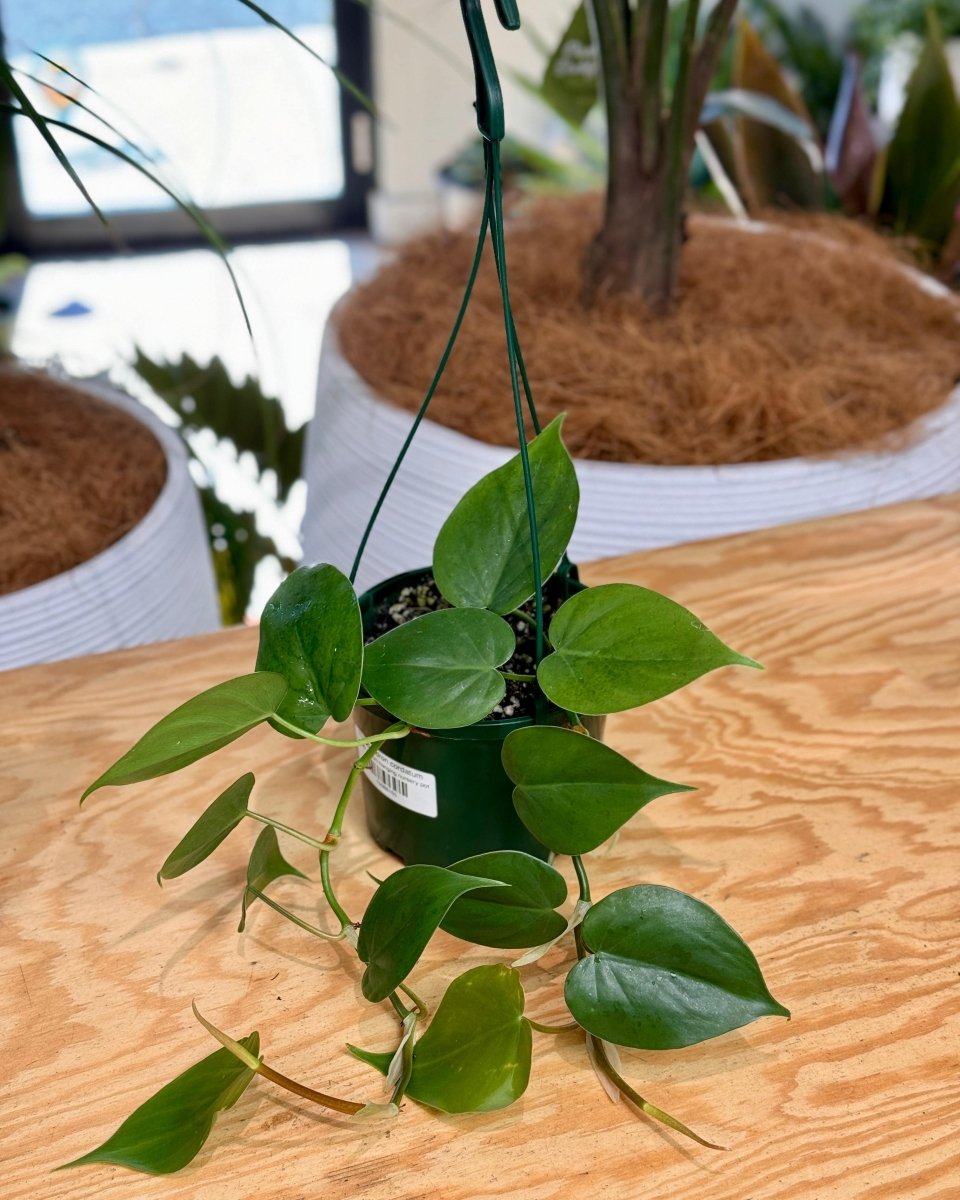 philodendron cordatum australia Philodendron cordatum