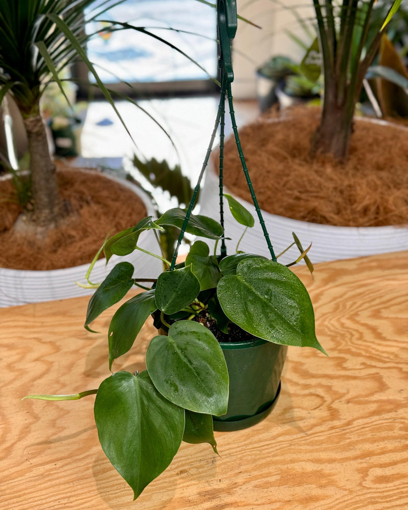 Philodendron cordatum - Plant Daddy