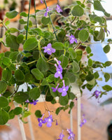 Streptocarpus caulescens (Nodding Violet) - Plant Daddy