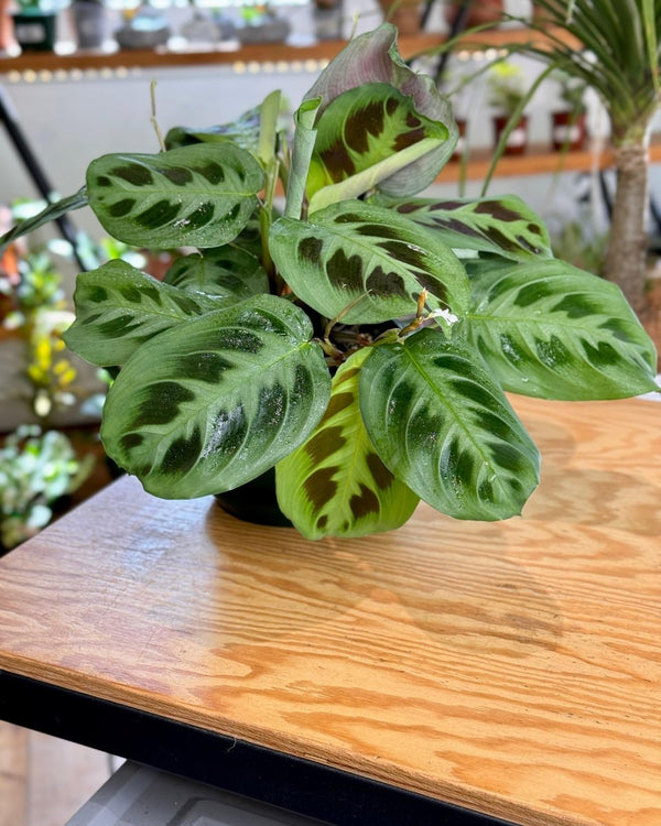Maranta leuconeura var. Kerchoveana (Prayer Plant) - Plant Daddy