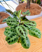 Maranta leuconeura var. Kerchoveana (Prayer Plant) - Plant Daddy