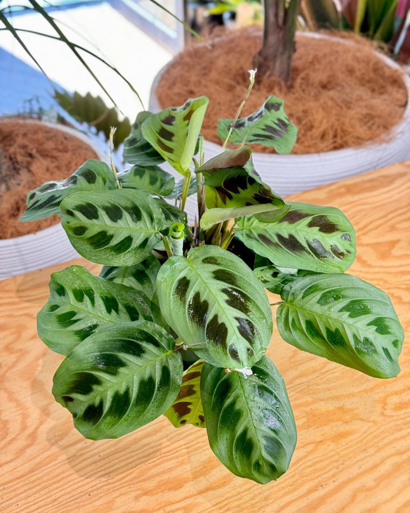 Maranta leuconeura var. Kerchoveana (Prayer Plant) - Plant Daddy