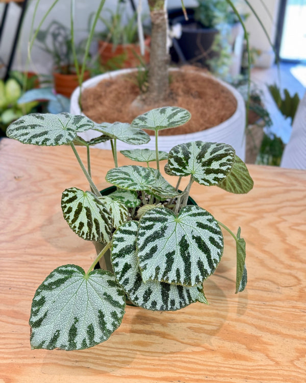 Begonia ‘Silver Jewel’ - Plant Daddy