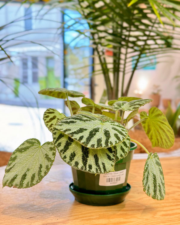 Begonia ‘Silver Jewel’ - Plant Daddy