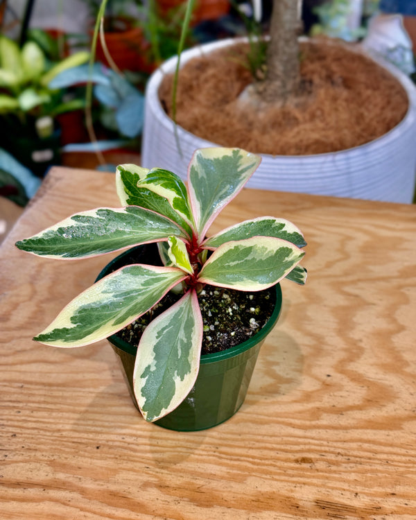 Peperomia clusiifolia ‘Jelly’