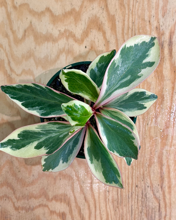 Peperomia clusiifolia ‘Jelly’