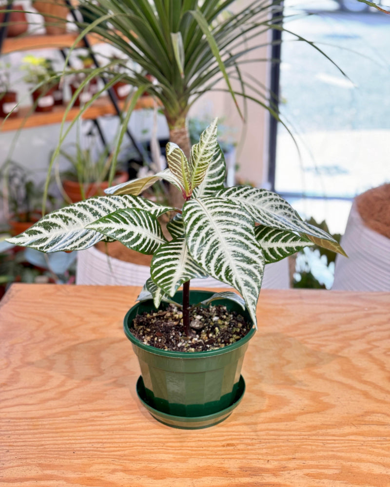 Aphelandra squarrosa ‘Snow White’ 'Zebra Plant' - Plant Daddy