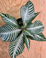 Aphelandra squarrosa ‘Snow White’ 'Zebra Plant' - Plant Daddy